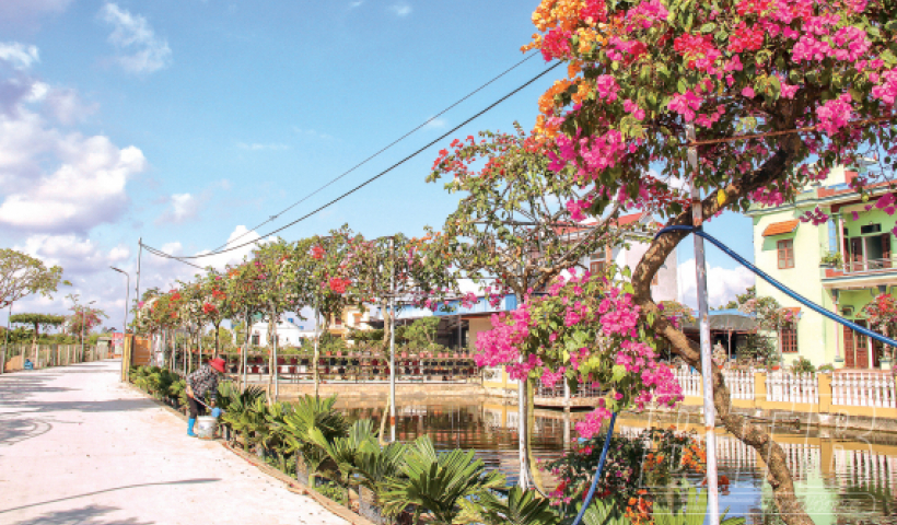 L&agrave;ng hoa Hồng Việt khoe sắc đ&oacute;n tết