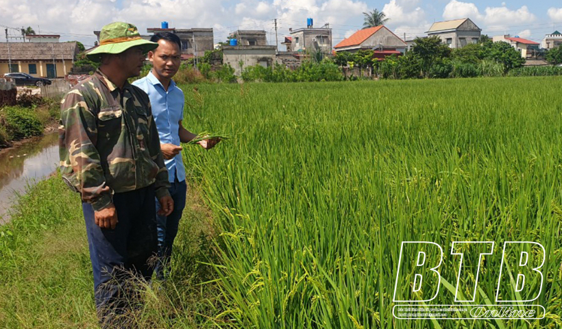 Năm 2023, huyện Quỳnh Phụ c&oacute; 312 hộ t&iacute;ch tụ với 1.376,5ha