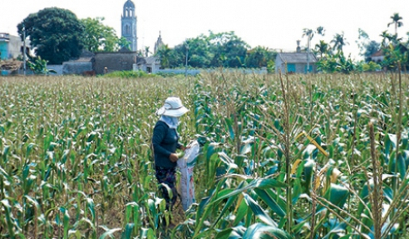 Ng&ocirc; ngọt được m&ugrave;a được gi&aacute; 