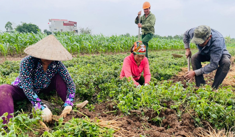 Ngưu tất - c&acirc;y phụ thu nhập ch&iacute;nh
