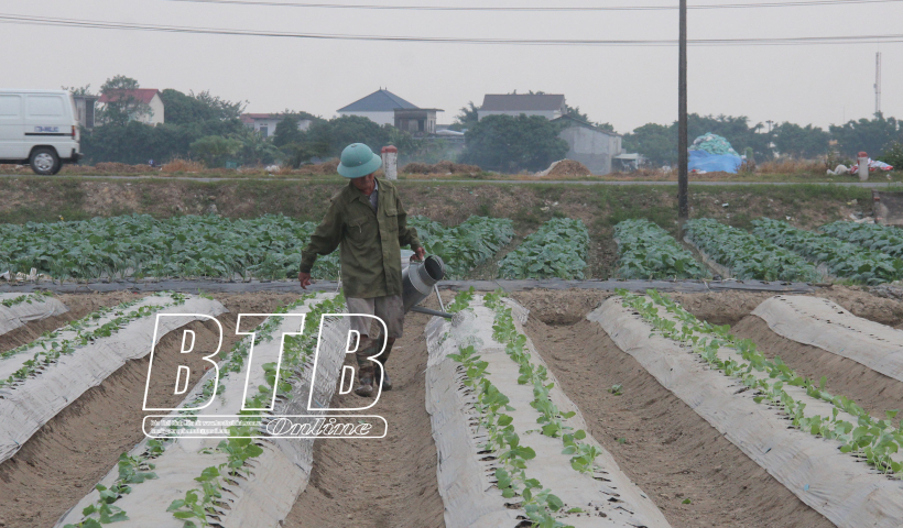 Phấn đấu diện t&iacute;ch vụ đ&ocirc;ng năm 2024 đạt từ 40.000ha trở l&ecirc;n 