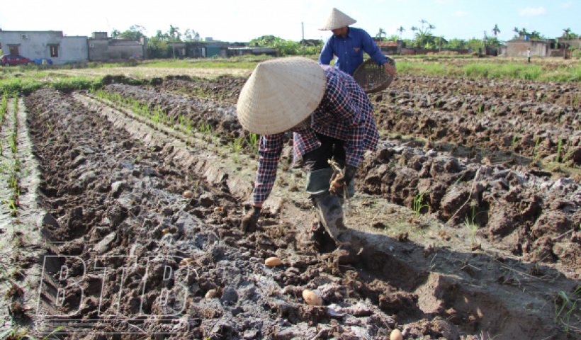 Phấn đấu gi&aacute; trị sản xuất c&acirc;y vụ đ&ocirc;ng năm 2021 đạt tr&ecirc;n 3.020 tỷ đồng 