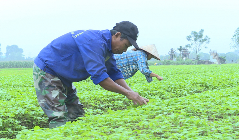 Ph&aacute;t triển c&acirc;y ngưu tất trở th&agrave;nh sản phẩm OCOP
