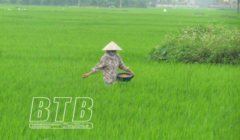 Phun trừ s&acirc;u cuốn l&aacute; nhỏ, s&acirc;u đục th&acirc;n hai chấm từ ng&agrave;y 11 &ndash; 14/8