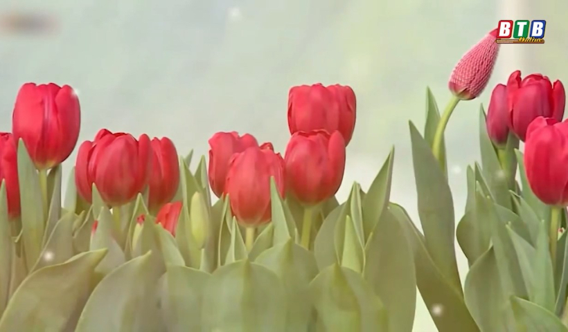 Sắc hoa m&ugrave;a xu&acirc;n tại Hưng H&agrave; 