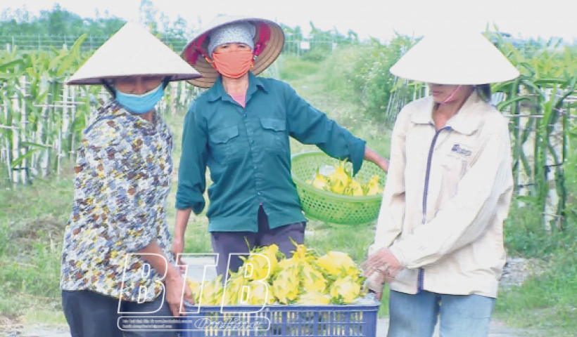 Sản xuất n&ocirc;ng nghiệp hữu cơ, hướng ph&aacute;t triển n&ocirc;ng nghiệp bền vững