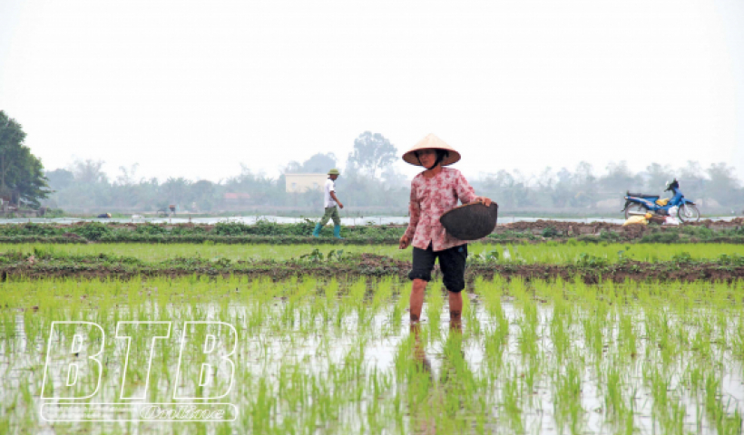 Tập trung chăm s&oacute;c l&uacute;a xu&acirc;n