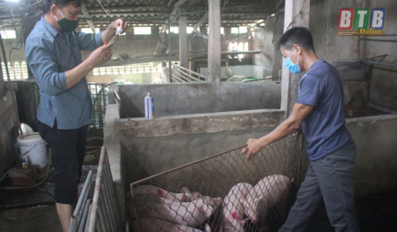 Tập trung ph&ograve;ng, chống bệnh dịch tả lợn ch&acirc;u Phi ph&aacute;t sinh v&agrave; l&acirc;y lan 