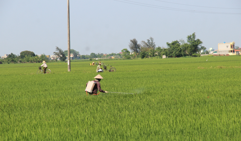 Tập trung ph&ograve;ng, trừ s&acirc;u bệnh cho l&uacute;a xu&acirc;n