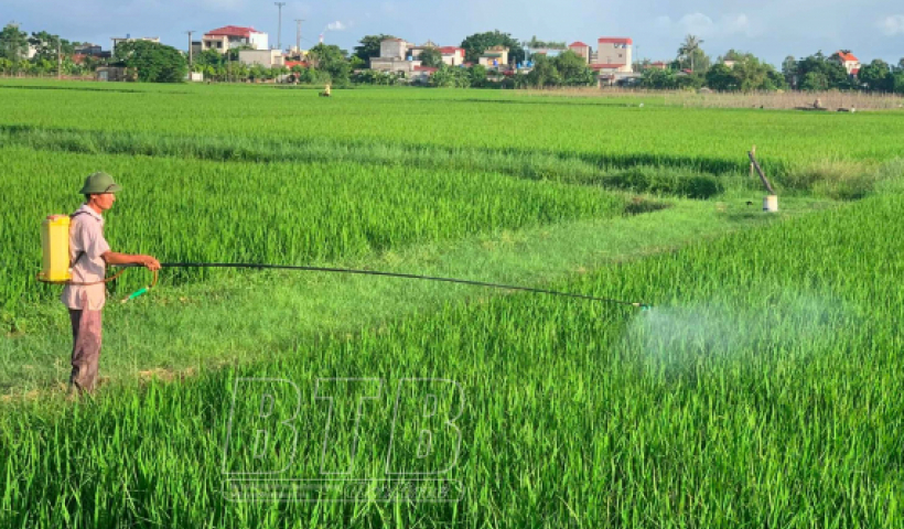Tập trung ph&ograve;ng, trừ s&acirc;u bệnh hại l&uacute;a m&ugrave;a 