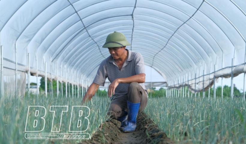 Th&aacute;i B&igrave;nh: 12 x&atilde; được cấp giấy chứng nhận VietGAP 