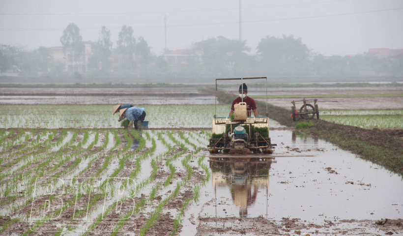 Th&aacute;i B&igrave;nh: 138 x&atilde; c&oacute; diện t&iacute;ch c&aacute;nh đồng mẫu lớn với tổng diện t&iacute;ch 7.540ha.