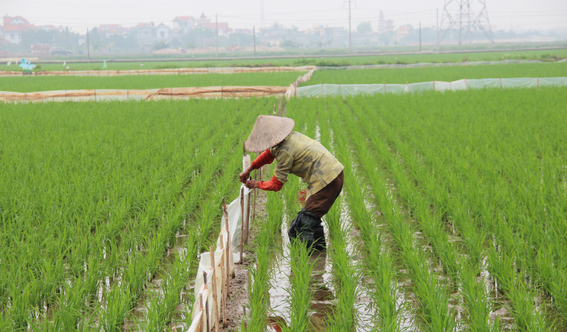 Th&aacute;i B&igrave;nh: Đồng loạt c&aacute;c biện ph&aacute;p diệt chuột bảo vệ sản xuất 