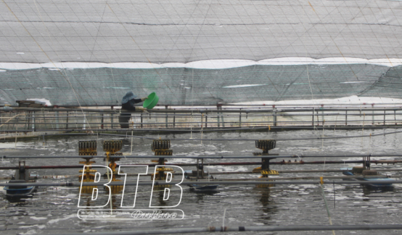 Th&aacute;i B&igrave;nh: Dư nợ cho vay lĩnh vực n&ocirc;ng nghiệp, n&ocirc;ng th&ocirc;n của c&aacute;c tổ chức t&iacute;n dụng đạt gần 34.000 tỷ đồng