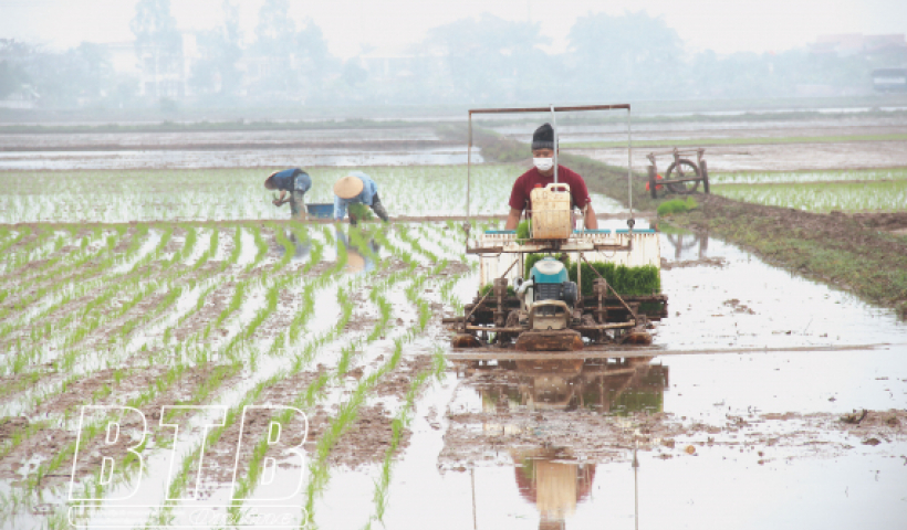 Th&aacute;i B&igrave;nh: Gieo cấy l&uacute;a xu&acirc;n sẽ cơ bản ho&agrave;n th&agrave;nh trước ng&agrave;y 25/2