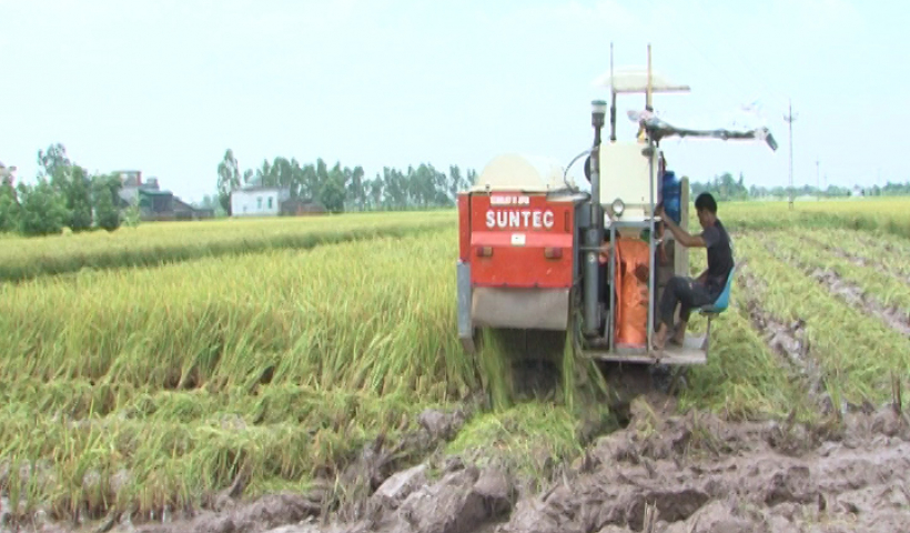 Th&aacute;i B&igrave;nh: Thu hoạch được tr&ecirc;n 10.000ha l&uacute;a xu&acirc;n