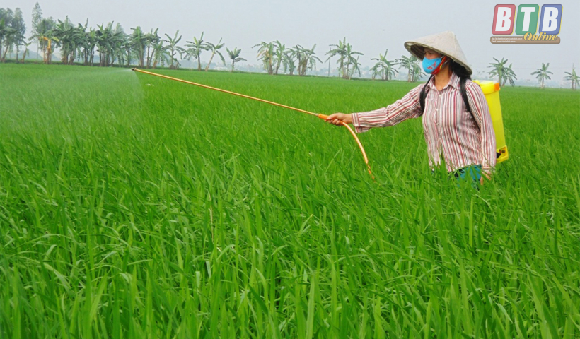 Thứ trưởng Bộ N&ocirc;ng nghiệp v&agrave; Ph&aacute;t triển n&ocirc;ng th&ocirc;n kiểm tra t&igrave;nh h&igrave;nh s&acirc;u bệnh hại l&uacute;a xu&acirc;n