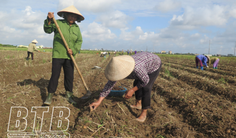 Thực hiện thắng lợi c&aacute;c giải ph&aacute;p sản xuất vụ đ&ocirc;ng 