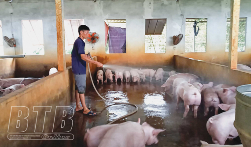 T&iacute;ch cực ph&ograve;ng chống bệnh dịch tả lợn ch&acirc;u Phi 