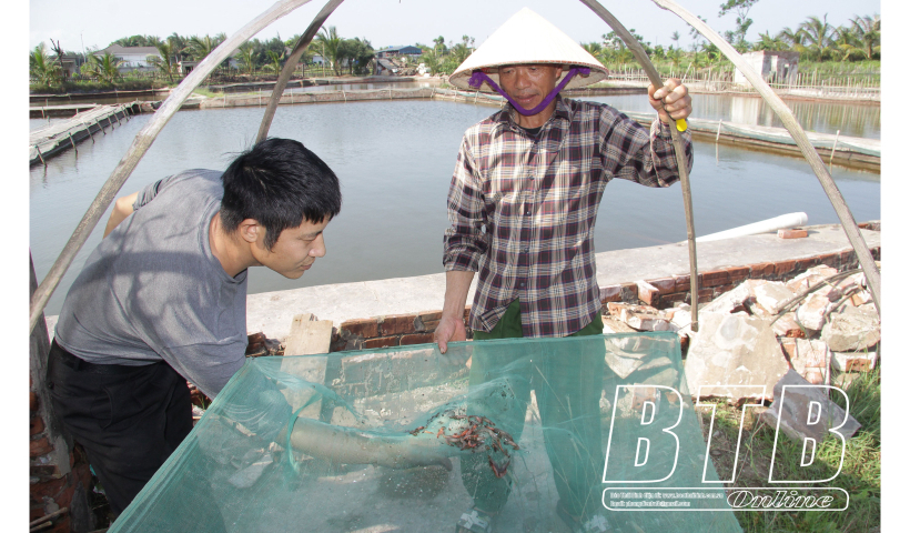 Tiền Hải, Th&aacute;i Thụy: 33.267 m&eacute;t vu&ocirc;ng diện t&iacute;ch nu&ocirc;i t&ocirc;m bị bệnh đốm trắng