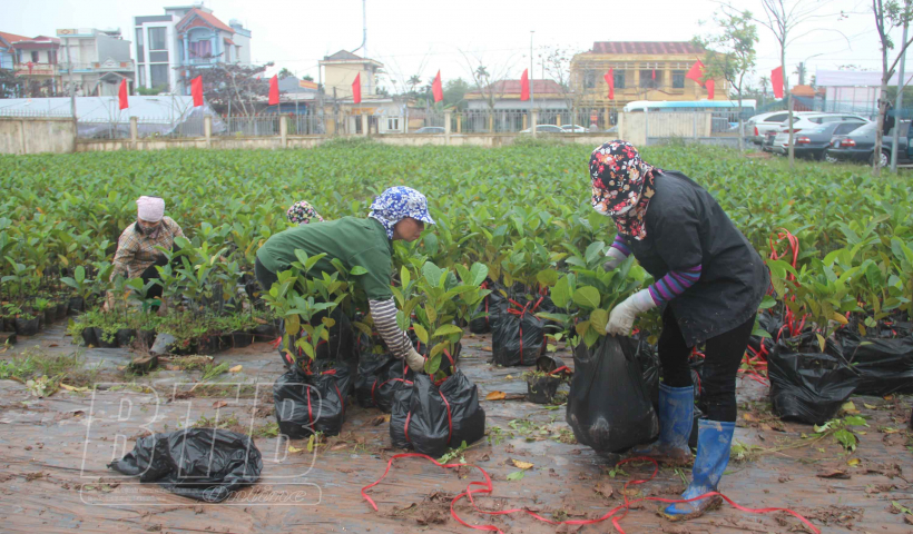Tiếp nhận gần 20.000 c&acirc;y giống m&iacute;t dai v&agrave;ng