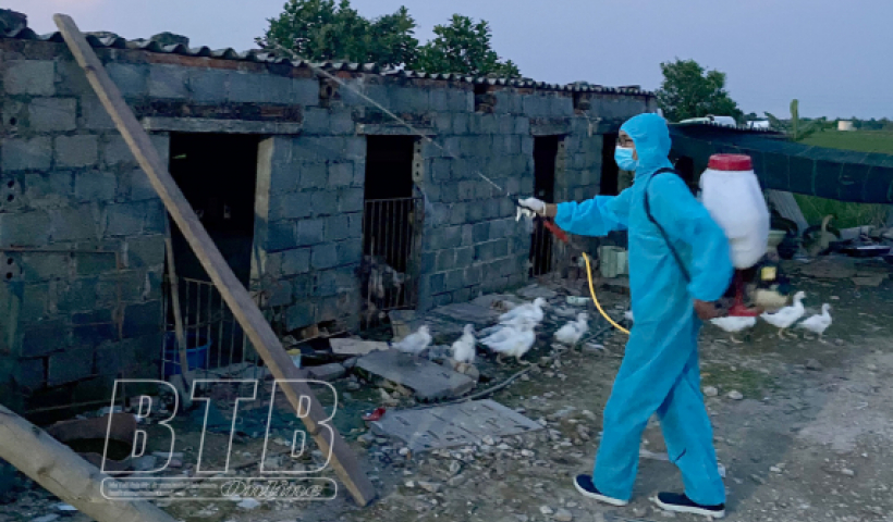 T&iacute;nh đến ng&agrave;y 6/11, bệnh dịch tả lợn ch&acirc;u Phi đ&atilde; xảy ra tại 7 hộ chăn nu&ocirc;i ở 5 x&atilde;, thị trấn 