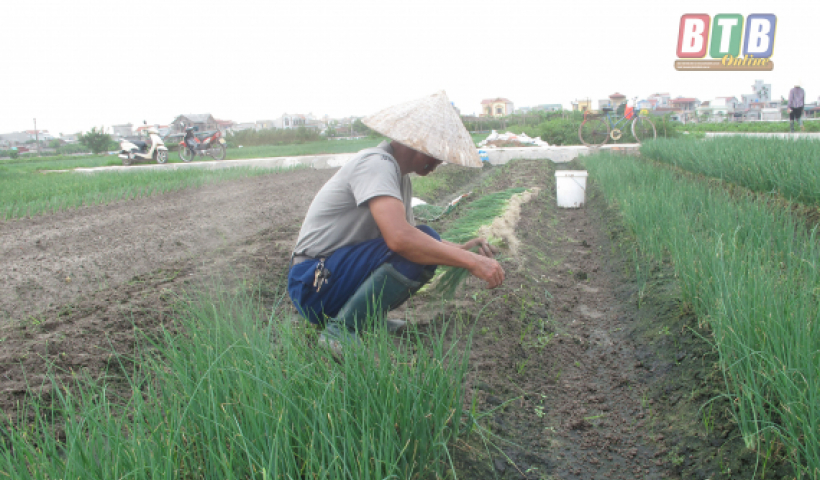 Tr&ecirc;n địa b&agrave;n tỉnh năng suất, gi&aacute; trị rau m&agrave;u đều ở mức cao