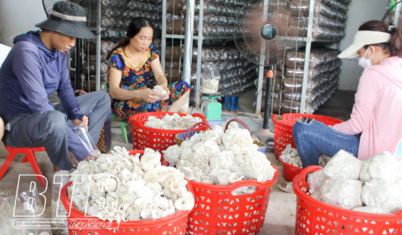 Trồng nấm hướng đến sản phẩm OCOP