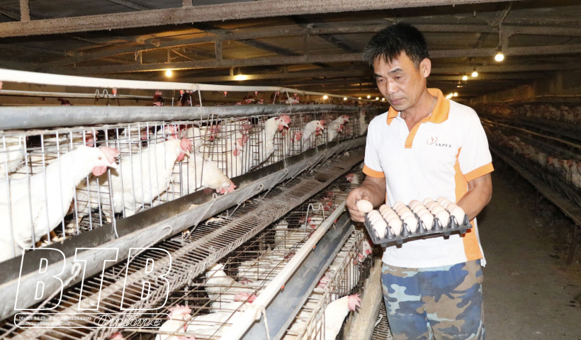 Trứng g&agrave; rớt gi&aacute; v&agrave; c&acirc;u chuyện li&ecirc;n kết trong sản xuất 