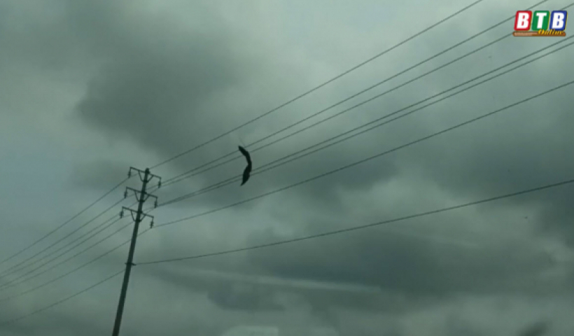 Vấn nạn bu&ocirc;ng diều g&acirc;y sự cố lưới điện