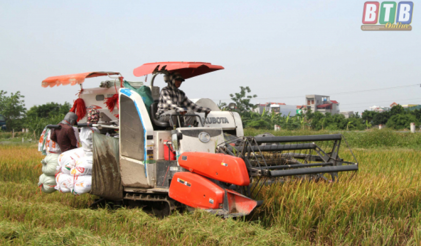 Việc thu hoạch l&uacute;a tr&ecirc;n địa b&agrave;n tỉnh đ&atilde; cơ bản ho&agrave;n th&agrave;nh