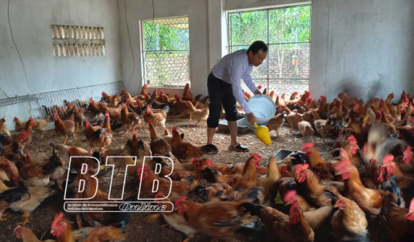 Vũ Thư: Người chăn nu&ocirc;i t&aacute;i đ&agrave;n, chủ động nguồn cung phục vụ thị trường tết Nguy&ecirc;n đ&aacute;n.