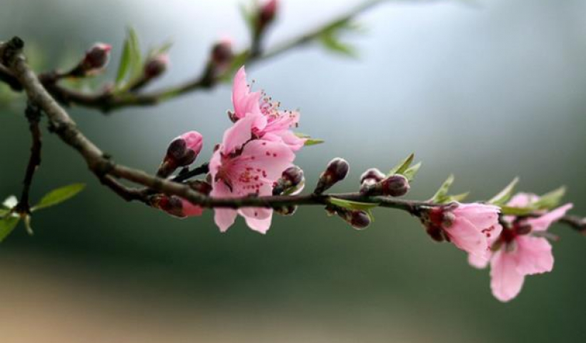 Đồng ch&iacute; Chủ tịch UBND tỉnh ch&uacute;c tết c&aacute;n bộ, đảng vi&ecirc;n, nh&acirc;n d&acirc;n trong tỉnh, những người con xa qu&ecirc;, người nước ngo&agrave;i đang học tập v&agrave; l&agrave;m việc tại Th&aacute;i B&igrave;nh