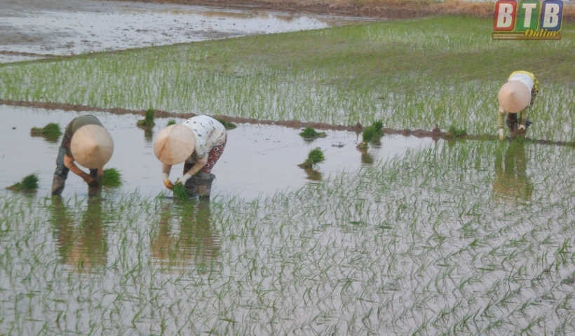 N&ocirc;ng d&acirc;n Hưng H&agrave; gieo cấy l&uacute;a vụ m&ugrave;a.