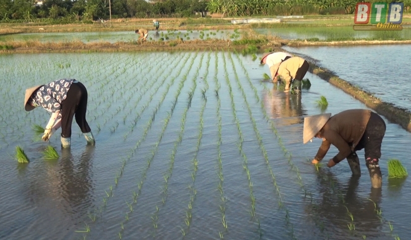 B&agrave; con n&ocirc;ng d&acirc;n x&atilde; An Ch&acirc;u (Đ&ocirc;ng Hưng) tranh thủ chiều m&aacute;t cấy l&uacute;a cho kịp thời vụ.