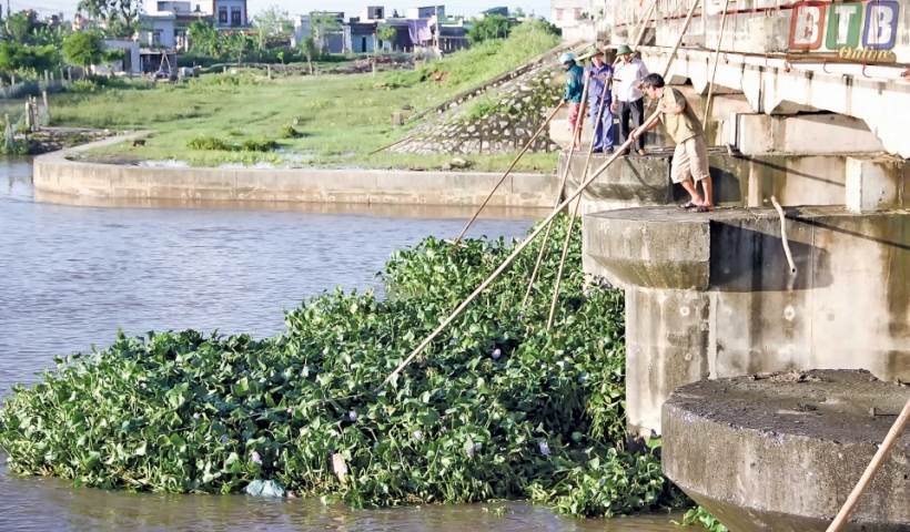 Vớt b&egrave;o bồng tại cống Tr&agrave; Linh.