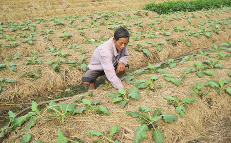 Đẩy nhanh tiến độ thu hoạch l&uacute;a m&ugrave;a, trồng c&acirc;y vụ đ&ocirc;ng