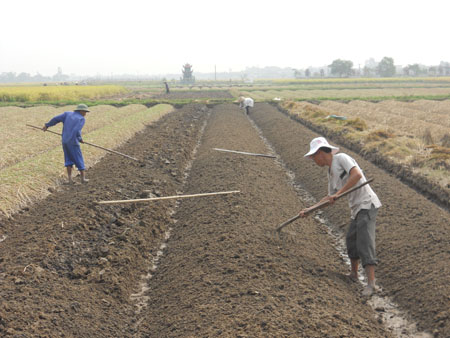 Tập trung thu m&ugrave;a, l&agrave;m vụ đ&ocirc;ng 
