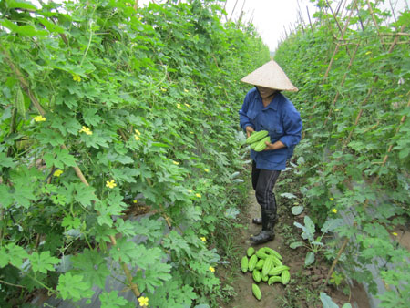 Hiệu quả từ c&acirc;y mướp đắng