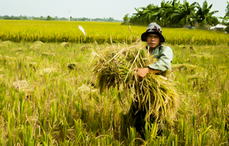 Khẩn trương thu hoạch l&uacute;a m&ugrave;a v&agrave; trồng c&acirc;y vụ đ&ocirc;ng
