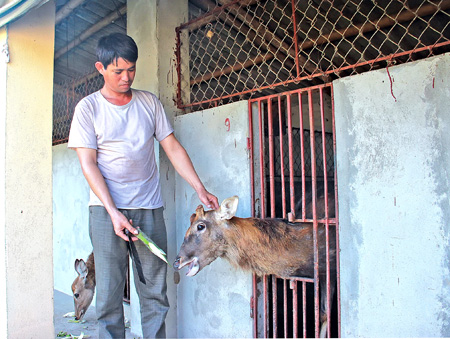 Nu&ocirc;i hươu lấy nhung cho hiệu quả kinh tế cao 