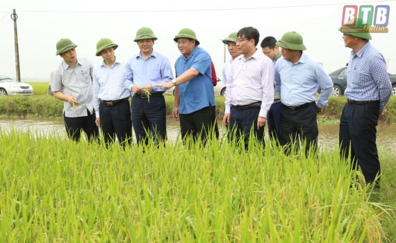 Đồng ch&iacute; B&iacute; thư Tỉnh ủy, Chủ tịch HĐND tỉnh kiểm tra t&igrave;nh h&igrave;nh sản xuất n&ocirc;ng nghiệp tại huyện Tiền Hải v&agrave; Th&aacute;i Thụy