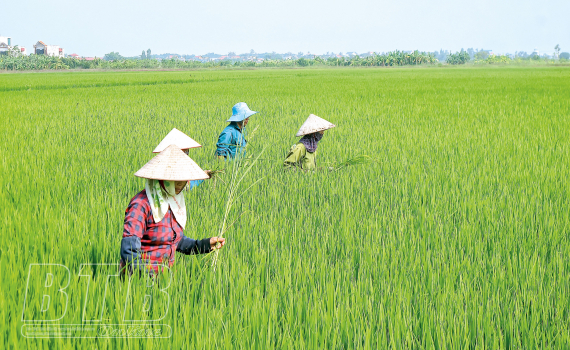 Đại hội đại biểu Đảng bộ tỉnh lần thứ XVII (th&aacute;ng 12/2005)