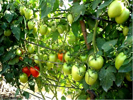 &Yacute; thức từ người  sản xuất, kinh doanh