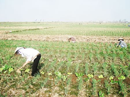 Nỗ lực khắc phục thiệt hại về c&acirc;y vụ đ&ocirc;ng