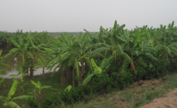 Khai th&aacute;c tiềm năng v&ugrave;ng bồi ven s&ocirc;ng 