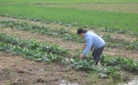 C&aacute;c địa phương khắc phục thiệt hại sau b&atilde;o số 14