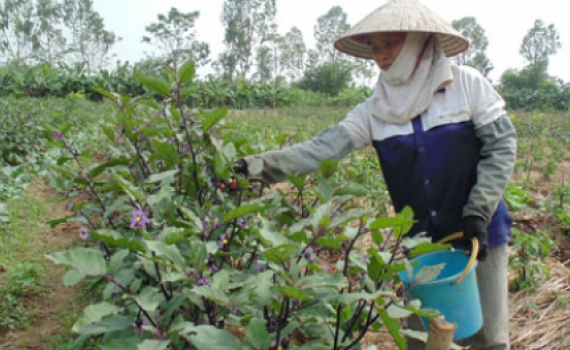 Mở gần 300 lớp tập huấn khoa học - kỹ thuật