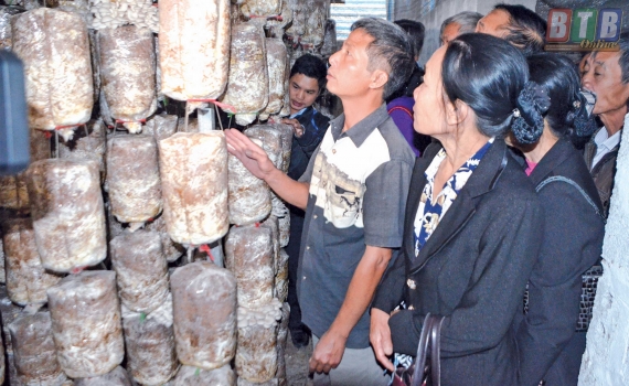 Nhờ nấm tho&aacute;t ngh&egrave;o 