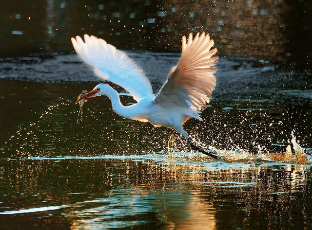 Bước chân đại ngàn giành giải đặc biệt tại Vietnam Heritage Photo Awards 2019 - Ảnh 6.